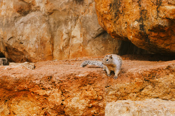 Rocky Ground Squirrel on a rock