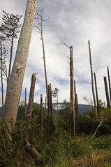 Fototapeta premium Vallée de Serra d’Agua : randonnée le long des levadas (Madère)