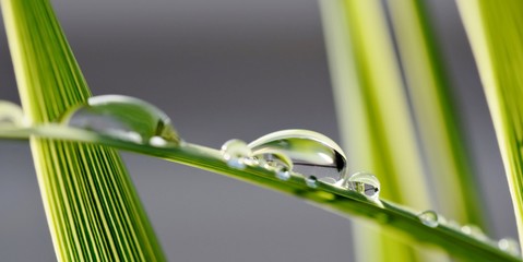 Close up of big rain drops on plam leaf