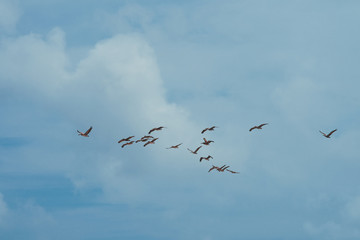 Wedge of pelicans in taxas