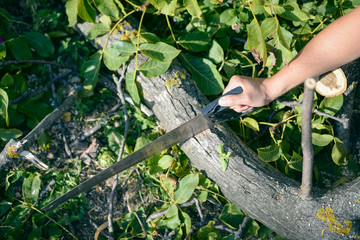 Obraz premium Man cutting a wood tree with a hand saw on green outdoors