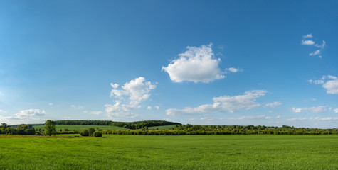 Green field with blue sky