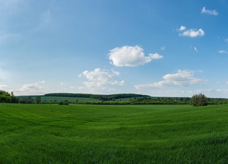 Green field with blue sky