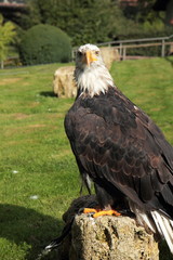 Weisskopfseeadler auf einem Stein