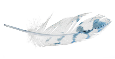 light feather with blue spots isolated on white