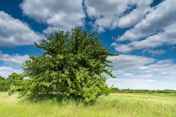 Fototapeta premium Field,tree and blue sky
