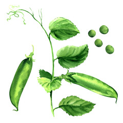 fresh green pea pod, peas plant, isolated, watercolor illustration