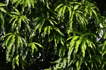 Mango tree in a sunny day and under the shade of the leaves.