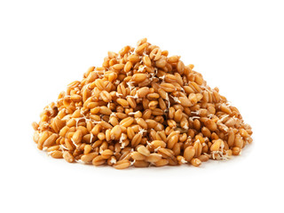 Sprouting whole wheat in isolated on white.