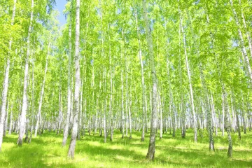 Badkamer foto achterwand summer birch forest © rufar