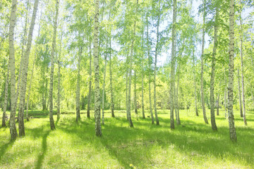 Fototapeta premium summer birch forest