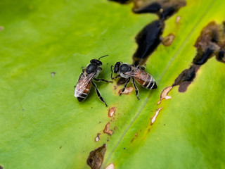 Bee drinking flower