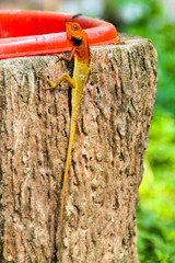 Long Lizard with red head and torso
