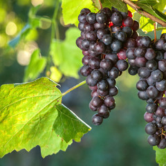 Ripe beautiful grapes on branches. Agricultural concept.