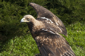 Aquila chrysaetos eagle spreding his wings