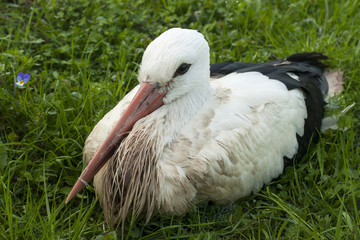 Bird White Stork lying on grass