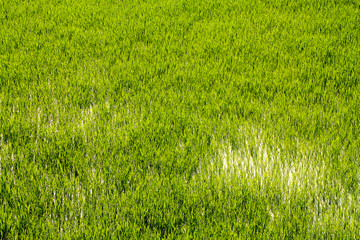Fototapeta premium Close up shot of rice fields in water.
