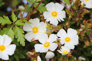 Fleur d'anémone blanche