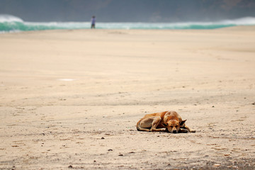 Dog sleep on the sandy beach