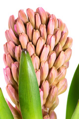 fresh pink flowers (hyacinth) on white macro