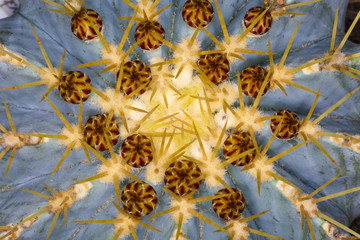 close up beautiful color  flower cactus