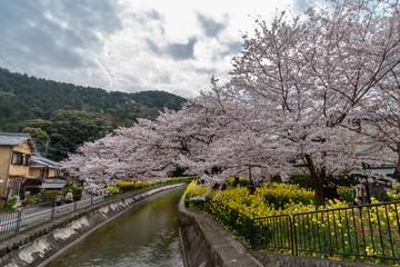山科疏水　桜と菜の花