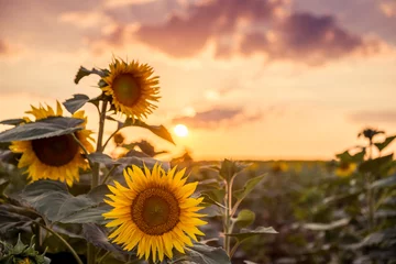 Foto auf Acrylglas Sonnenblume Sonnenblume auf dem Feld