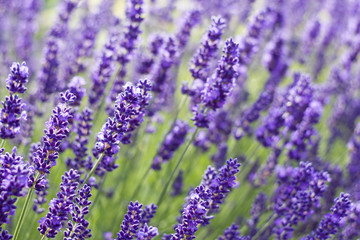 lavender flowers