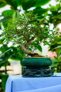 Little bonsai tree