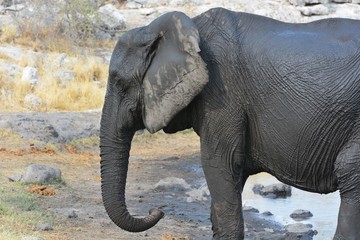 Elefant im Etosha Nationalpark