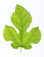 Green leaf isolated on white