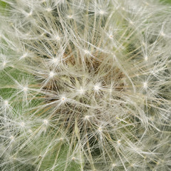 Obraz na płótnie Canvas Dandelion with ripe seeds texture, macro, selective focus, shallow DOF
