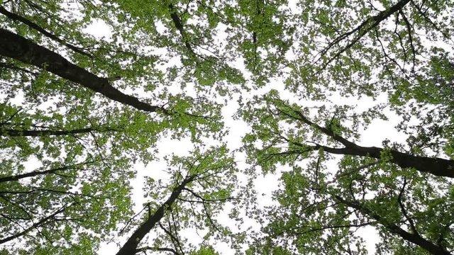Oak trees from below