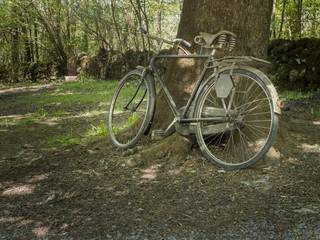 Fototapeta na wymiar Old bike by a tree in a town park.
