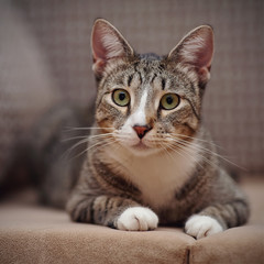 Portrait of a striped cat with white paws