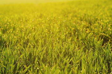Green grass fields  suitable for backgrounds or wallpapers, natural seasonal landscape. 