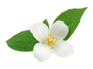 White flowers of jasmine 