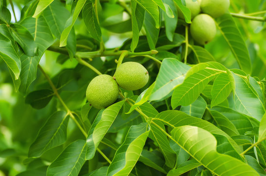 Green walnut yaoung fruits ripening on the tree with leaves, natural agricultural background