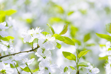 Beautiful flowering plum trees. Background with blooming flowers in spring day.