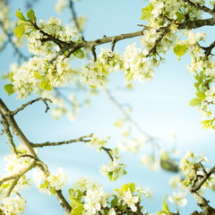 Fruit tree branch with flowers