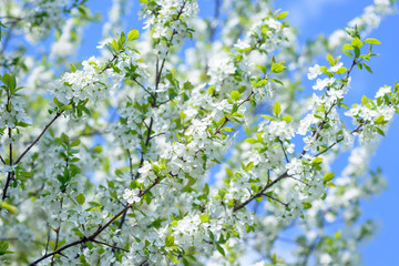 Beautiful flowering plum trees. Background with blooming flowers in spring day.