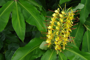 La Réunion - Longose (Hedychium gardnerianum) © Graphithèque