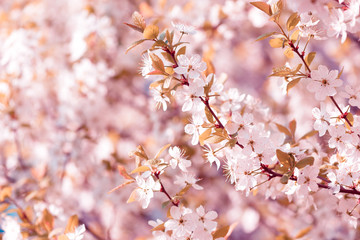 Beautiful flowering plum trees. Background with blooming flowers in spring day.