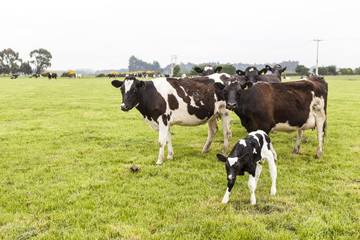 Fototapeta na wymiar cow on grassland of New Zealand