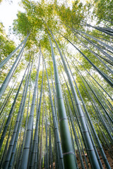 Bamboo forest at Adashinonenbutsu temple,tourism of kyoto,japan