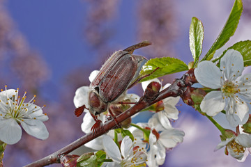 Chafer on cherry branch