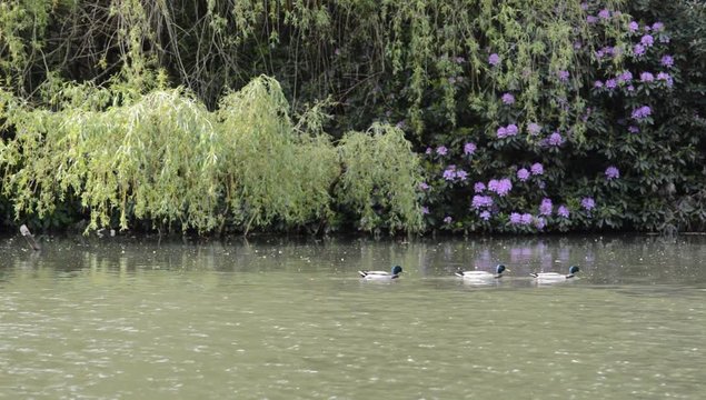 Mallard ducks swimming by on a lake with green plants and purple rododendron in the back