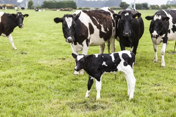 Crédence de cuisine en plexiglas Vache cow on grassland of New Zealand