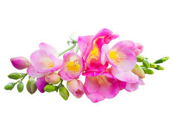 Fototapeta na wymiar Fresh freesia flowers