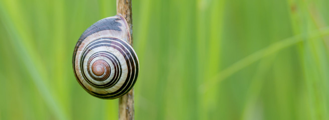 Schnirkelschnecke (Helicidae) Schnecke auf einer Wiese
